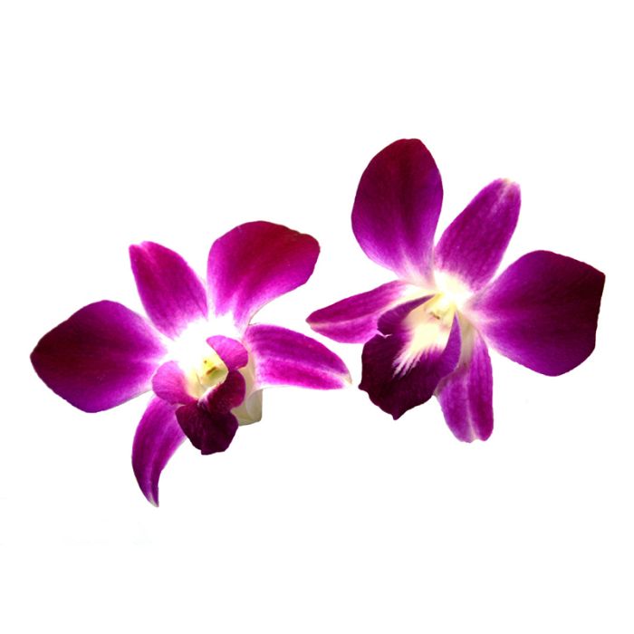 Edible Orchids