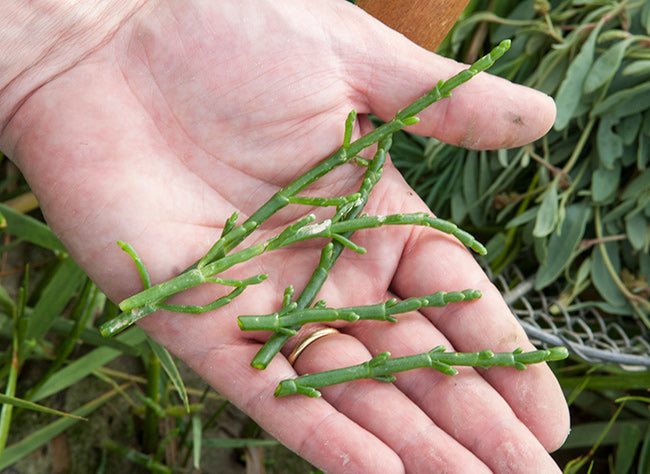 Sea Asparagus - Salicorne