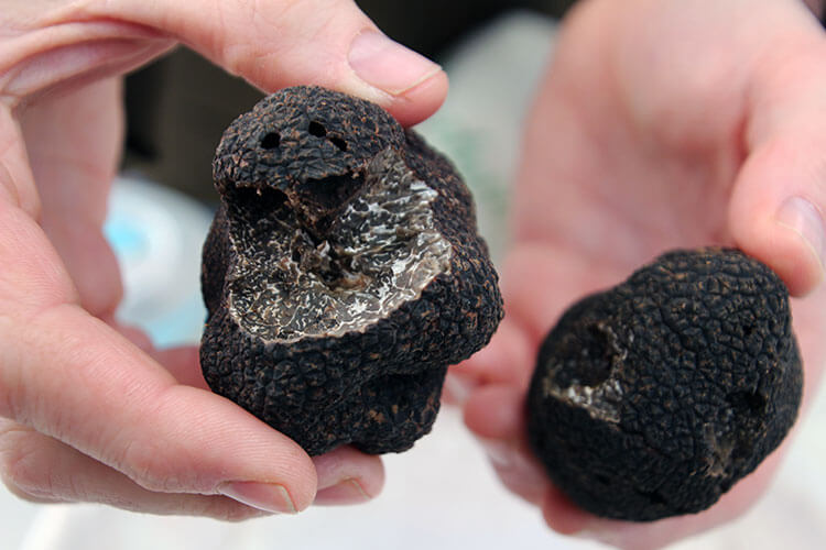 Truffes chiliennes du Périgord