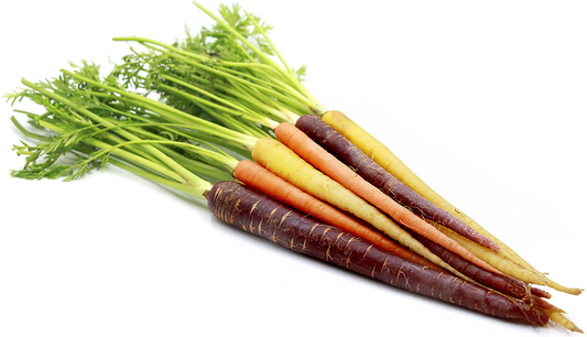 c/o Multicoloured Nantes Carrots