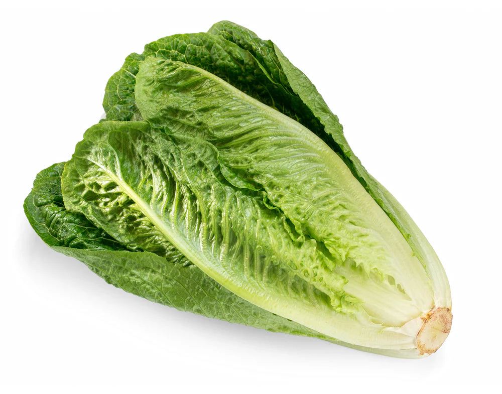 c/o Romaine Lettuce