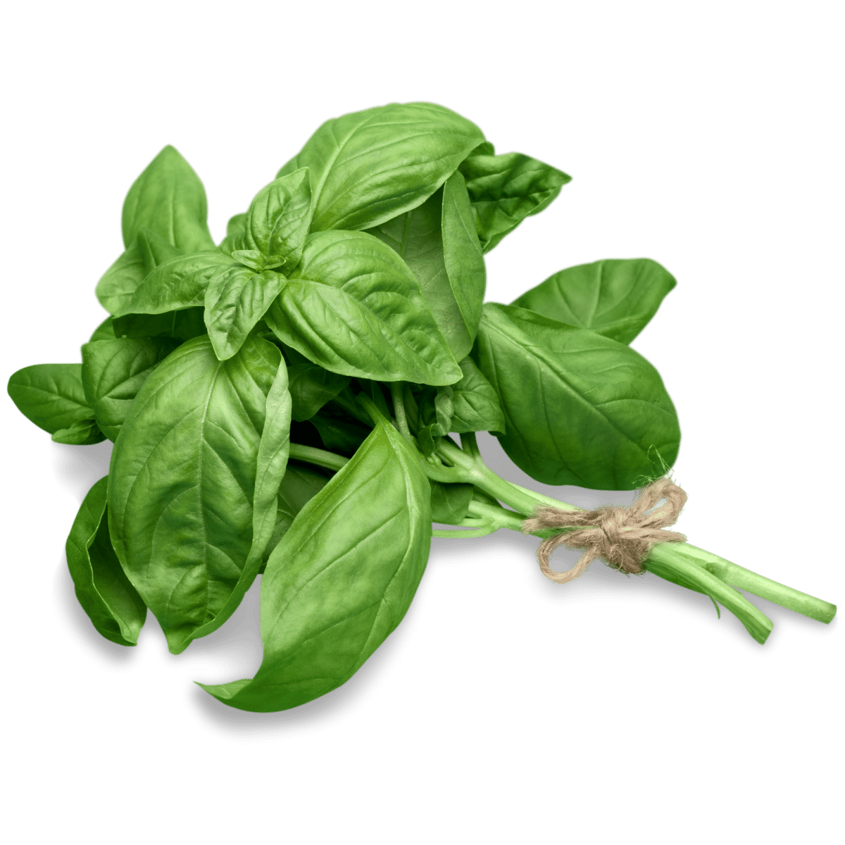 Bouquet de basilic frais
