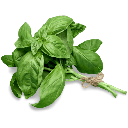 Bouquet de basilic frais