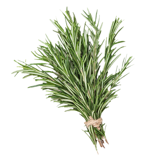 Bouquet de romarin frais