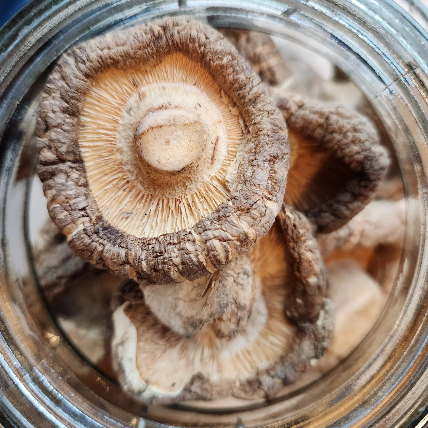 Champignons shiitake biologiques